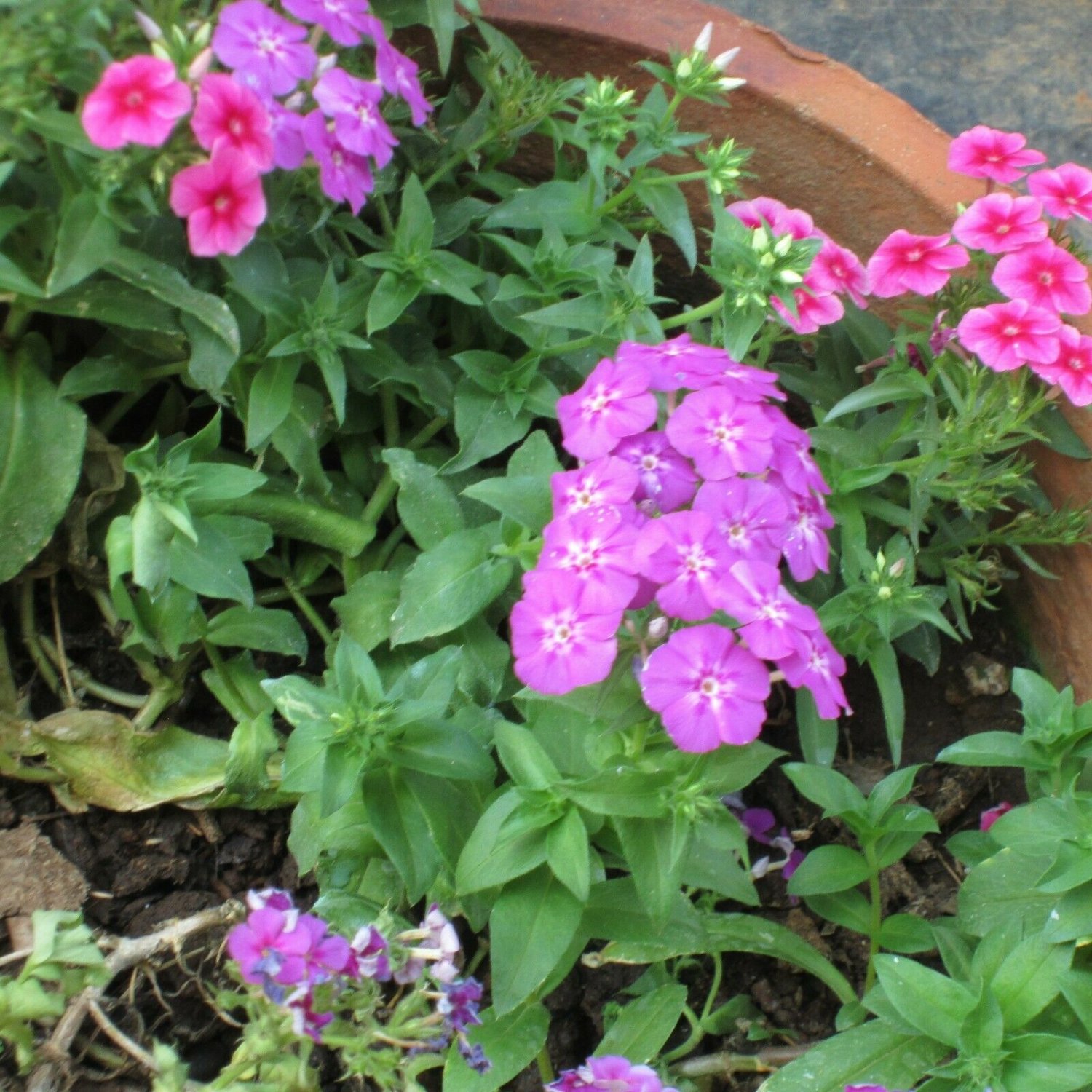 PETUNIA DWARF MIX 400 Seeds