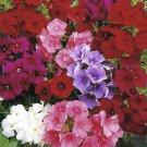 PHLOX BEAUTY MIXED 120  Seeds