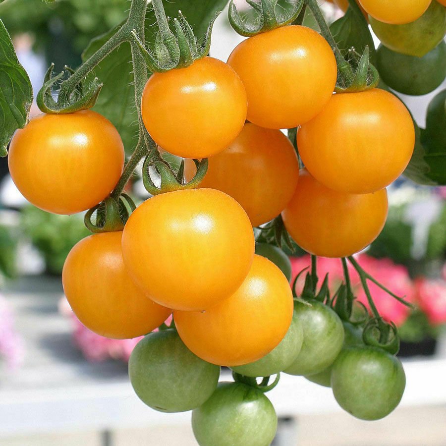 CHERRY TOMATO Yellow Currant 12 Seeds