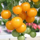 CHERRY TOMATO Yellow Currant 12 Seeds