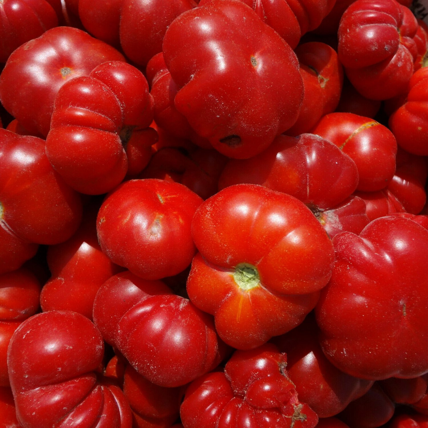 TOMATO Santorini 15 Seeds