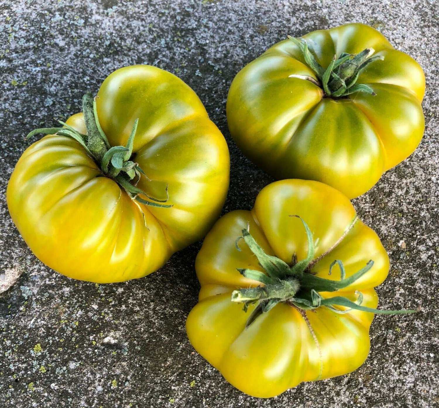 TOMATO Evergreen 15 Seeds