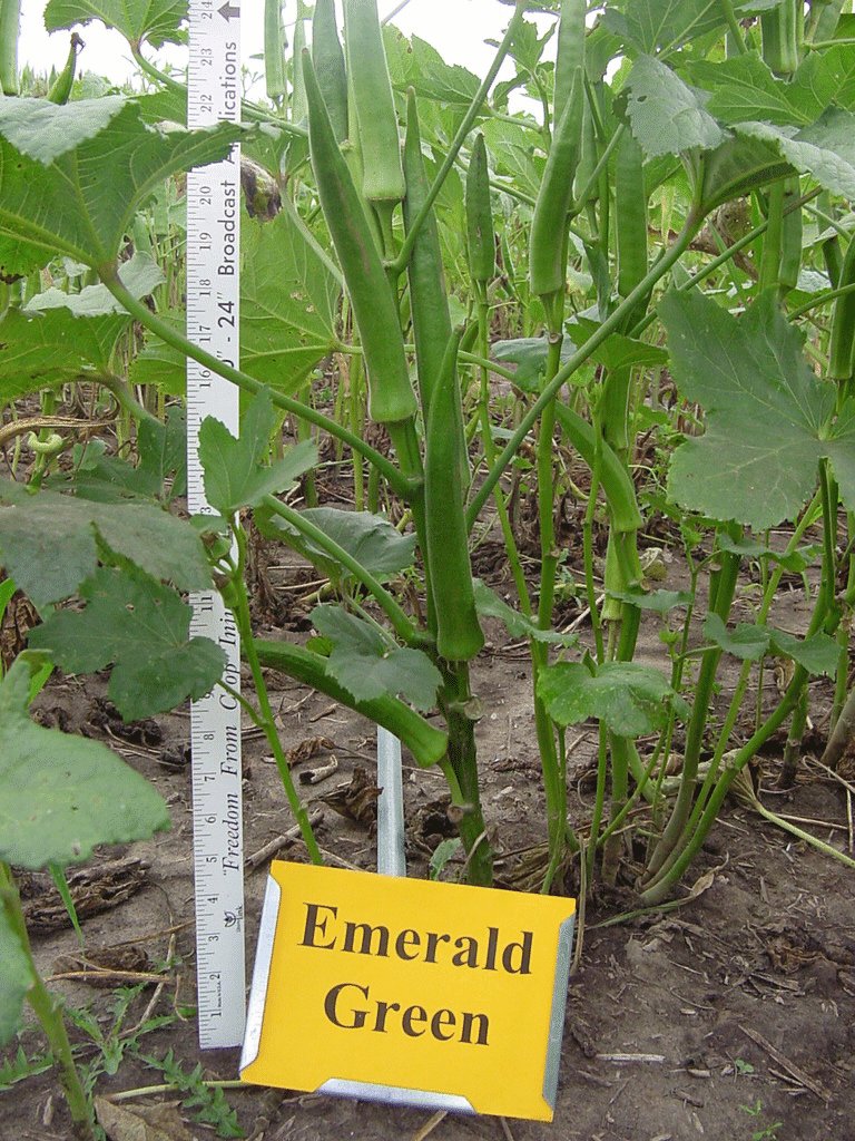 OKRA Emerald 15 Seeds