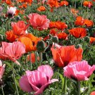POPPY ORIENTALE MIXED 275 Seeds