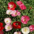 POPPY SHRILEY SINGLE MIX 380 Seeds