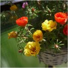 PORTULACA DOUBLE FLOWERED MIXED 300 Seeds