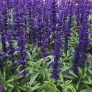SALVIA Blue Bedder 60 Seeds