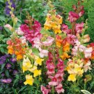 SNAPDRAGON MIX 250 Seeds