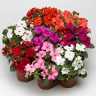 IMPATIENS Colour Parade 50 Seeds