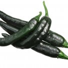 CHILLI 'Pasilla Bajio' CHILI  10Seeds
