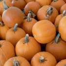PUMPKIN SMALL SUGAR 10 Seeds
