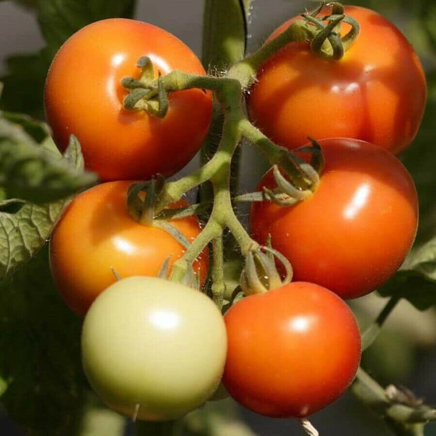 TOMATO CASCADE EARLY 15 Seeds