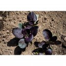 PAK CHOI PURPLE EARLY F1 Hybrid 50 Seeds