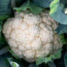 CAULIFLOWER FIRST EARLY 100 Seeds