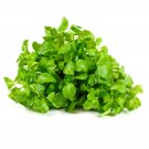 Cress AMERICAN UPLAND 200 Seeds