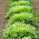 ENDIVE TRES FINE 60 Seeds