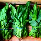 ENGLISH SPINACH Winter Giant 50 Seeds