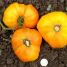 TOMATO MORTGAGE LIFTER YELLOW 15 Seeds