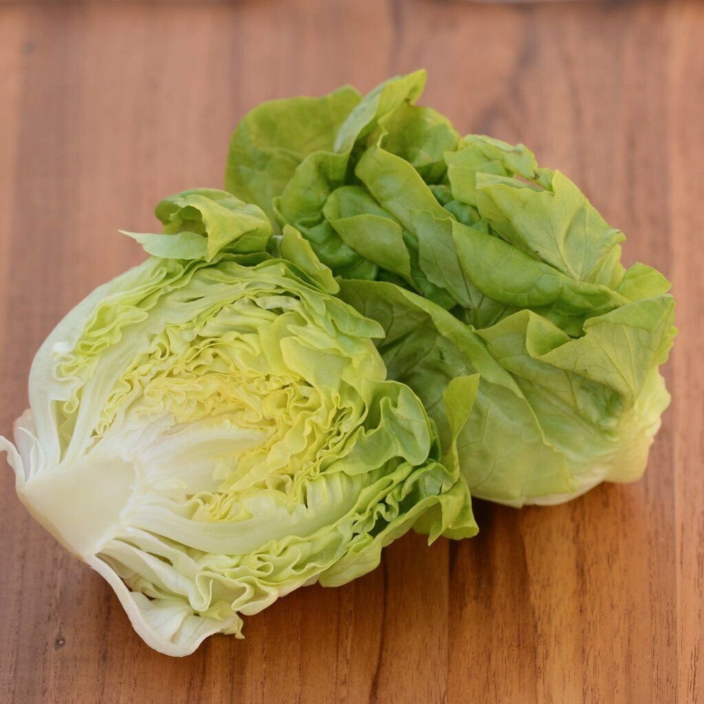 LETTUCE MINI BUTTERHEAD 125 Seeds