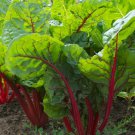SILVERBEET RUBY RED 50 Seeds