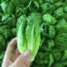 Baby Lettuce LITTLE GEM MINI COS 150 Seeds