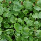 Cress AQUA LARGE LEAF 150 Seeds