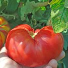 Tomato 'BRANDYWINE RED' 15 Seeds