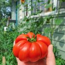 TOMATO COSTOLUTO FIORENTINO 15 Seeds