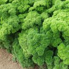 PARSLEY MOSS CURLED 100 Seeds