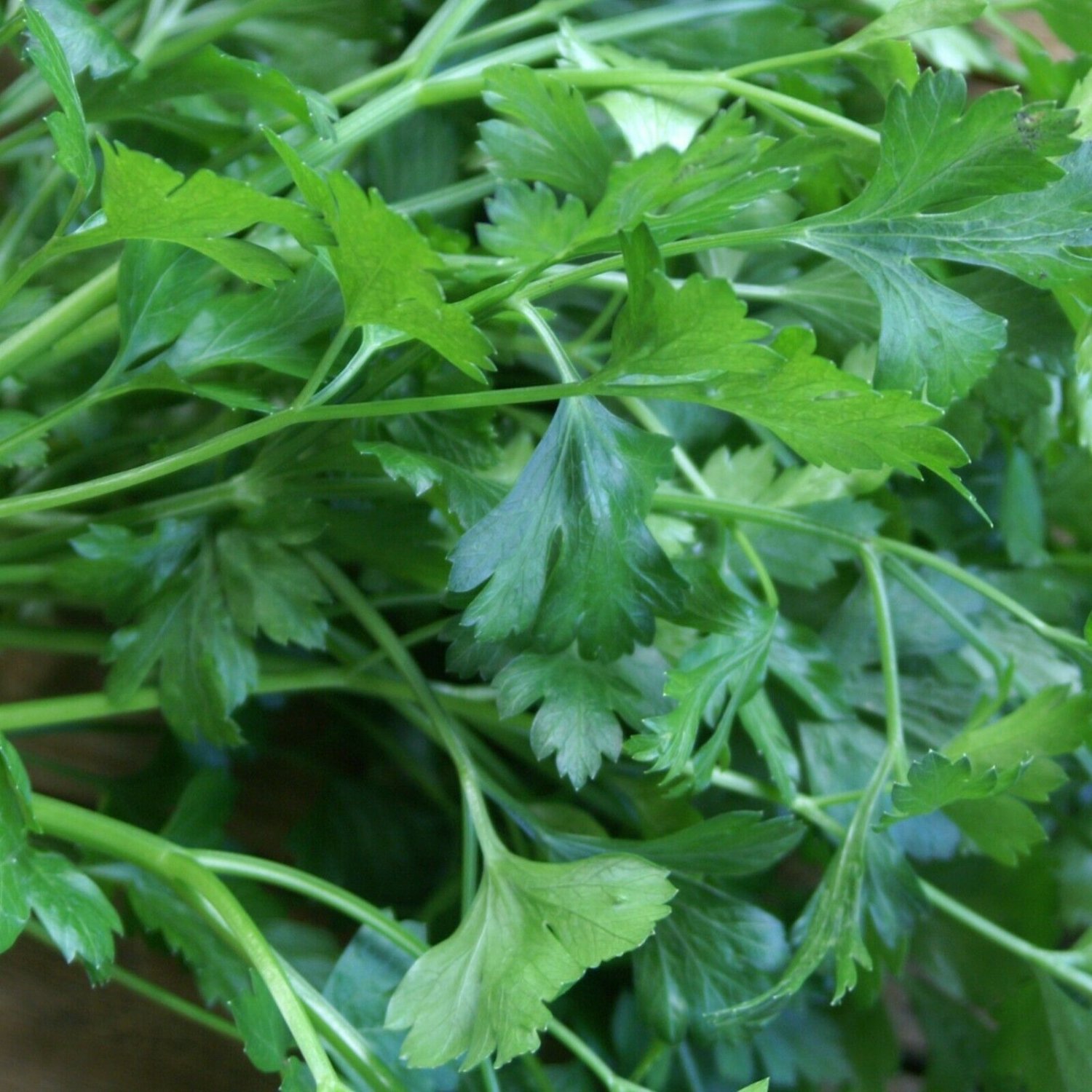 PARSLEY PLAIN 100 Seeds