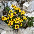 WALLFLOWER CLOTH OF GOLD YELLOW 65 Seeds