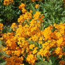 WALLFLOWER FIRE KING ORANGE RED 50 Seeds