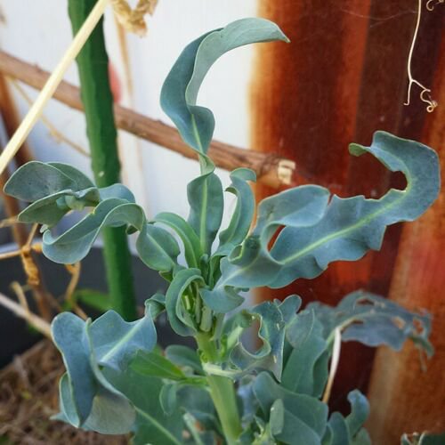 Broccoli LEAF SPIGARIELLO 100 Seeds