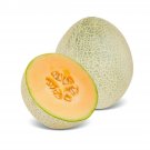 Rockmelon EDEN'S GEM 15 Seeds