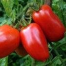 Tomato AMISH PASTE 15 Seeds