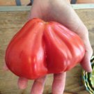 TOMATO 'Big Pear' 15 Seeds