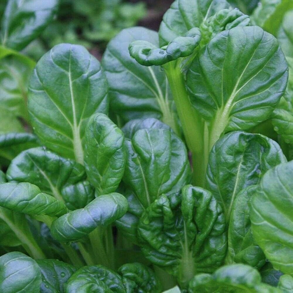 Tatsoi GREEN LEAF 150 Seeds