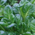 Tatsoi GREEN LEAF 150 Seeds