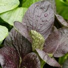 KOMATSUNA RED LEAF F1 (Hybrid) 50 Seeds