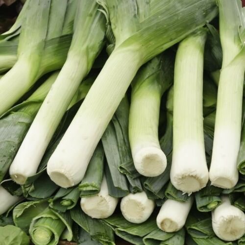 LEEK CARENTAN 100 Seeds