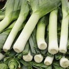 LEEK CARENTAN 100 Seeds