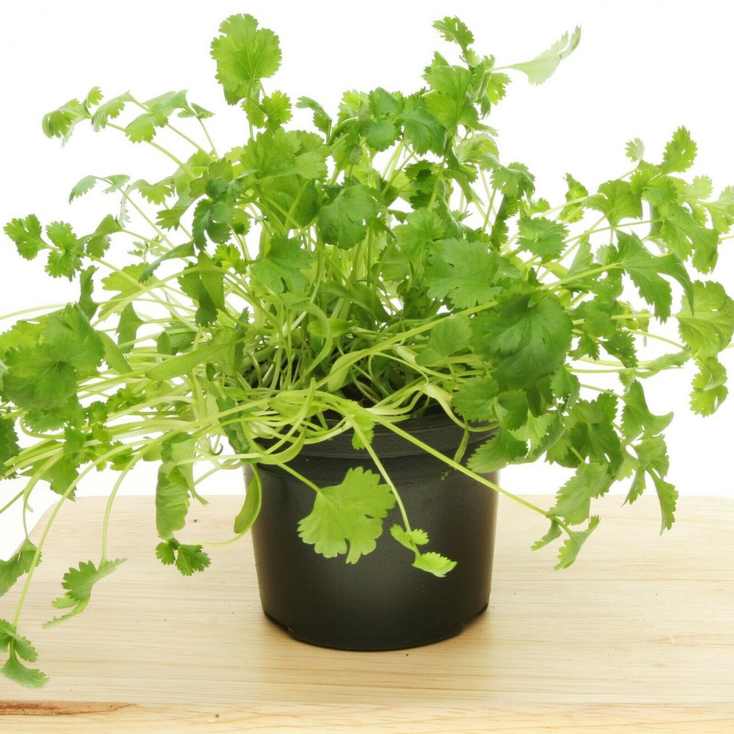 CORRIANDER Pot Selection 80 Seeds