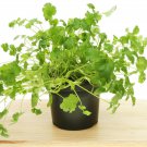 CORRIANDER Pot Selection 80 Seeds