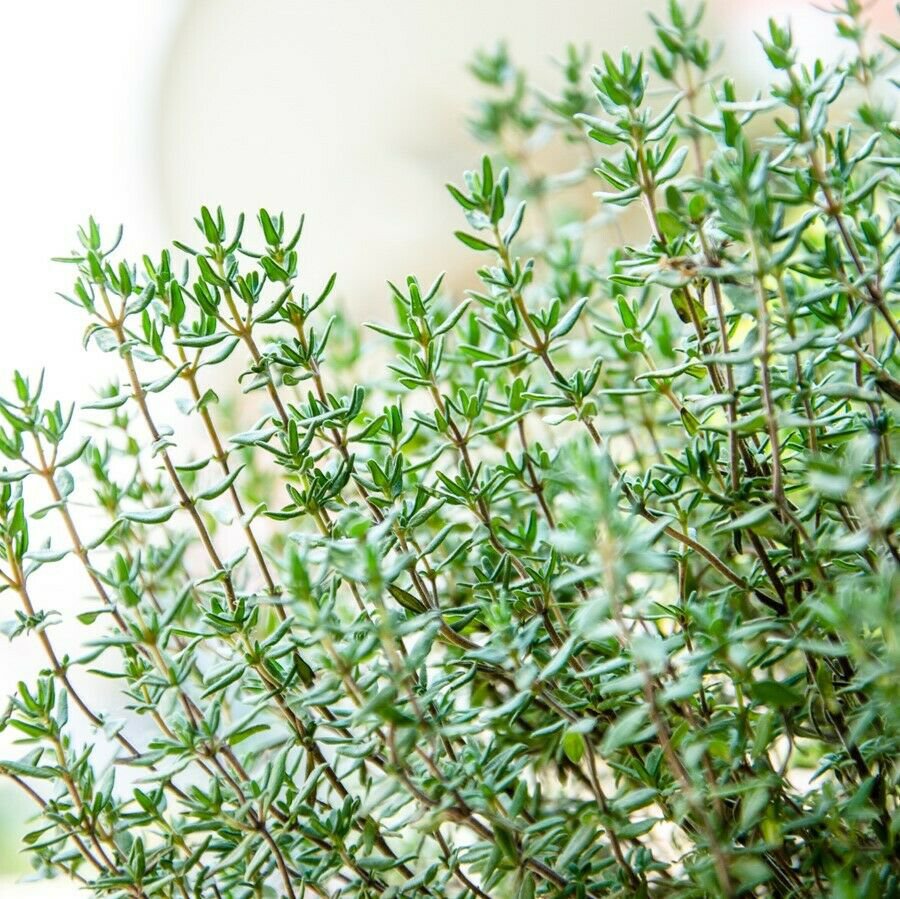 THYME 50 Seeds