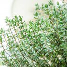 THYME 50 Seeds