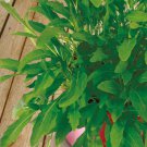 OLIVETTA WILD ROCKET 350 Seeds