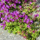 THYME CREEPING 50 Seeds