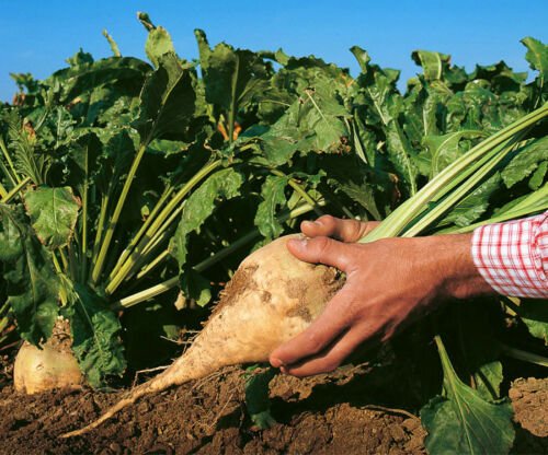 SUGAR BEET 30 seeds