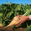 SUGAR BEET 30 seeds