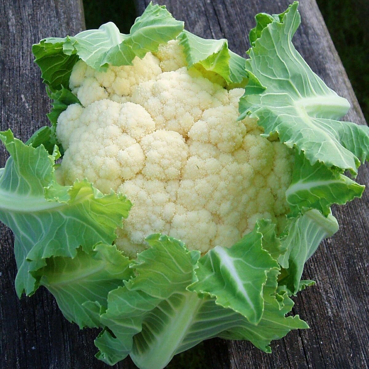 Cauliflower FIRST EARLY 100 Seeds